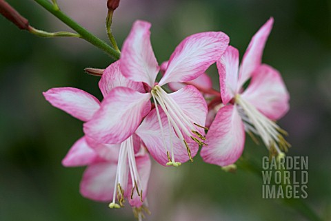 GAURA_LINDHEIMERI_ROSYJANE