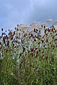 MISCANTHUS WITH SANGUISORBA