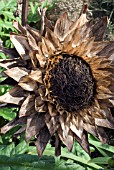 CYNARA CARDUNCULUS