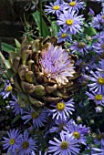 ASTERS WITH CYNARA CARDUNCULUS