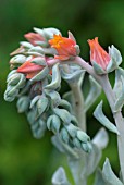 ECHEVERIA ELEGANS