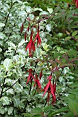 FUCHSIA MAGELLANICA WITH PITTISPORUM TENUFOLIUM IRENE PATERSON