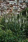 LYSIMACHIA EPHEMERUM IN OLD WALLED GARDEN