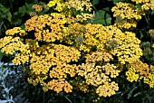 ACHILLEA MILLEFOLIUM TERRACOTTA