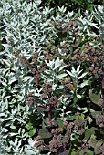 SEDUM MATRONA WITH ARTEMESIA LUDOVICANA