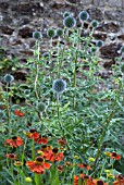 ECHINOPS WITH HELENIUM IN WALLED GARDEN SHOWING TWIG SUPPORT
