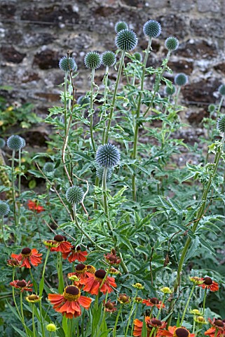 ECHINOPS_WITH_HELENIUM_IN_WALLED_GARDEN_SHOWING_TWIG_SUPPORT