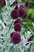 ALLIUM SPHAEROCEPHALON WITH ARTEMESIA LUDOVICANA