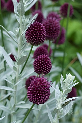 ALLIUM_SPHAEROCEPHALON_WITH_ARTEMESIA_LUDOVICANA