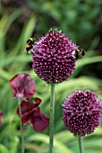 ALLIUM SPHAEROCEPHALON WITH BUMBLE BEES