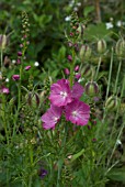 SIDALCEA MALVIFLORA