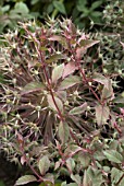 FUCHSIA MAGELLANICA WITH ALLIUM SEEDHEADS