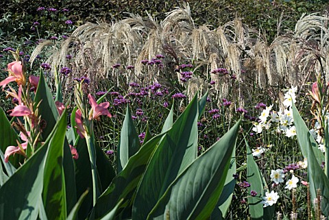 HEIGHT_IN_HERBACEOUS_BORDER__MISCANTHUS_VERBENA_AND_CANNA