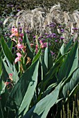 TALL BORDER PLANTING WITH VERBENA, CANNA AND MISCANTHUS