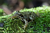 COMMON FROG ON MOSS