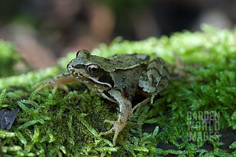 COMMON_FROG_ON_MOSS