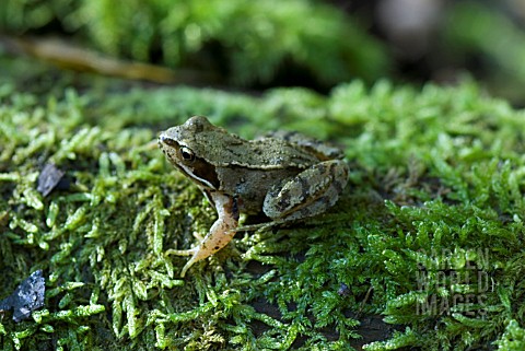 COMMON_FROG_ON_MOSS
