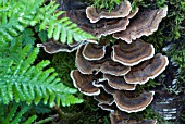 BRACKET FUNGUS WITH FERN