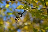 BETULA DETAIL IN AUTUMN