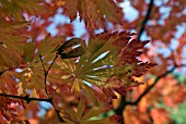 ACER PALMATUM WITH SEEDS