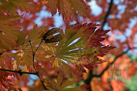 ACER_PALMATUM_WITH_SEEDS