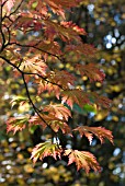 ACER LEAVES SHOWING AUTUMN COLOUR