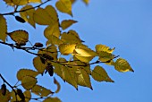 BETULA LEAVES IN AUTUMN