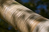 BETULA BARK