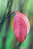 CORNUS ALBA KESSELRINGII