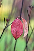 CORNUS ALBA KESSELRINGII