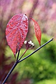 CORNUS ALBA KESSELRINGII