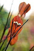 CORNUS ALBA KESSELRINGII