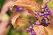 CALLICARPA DICHOTOMA