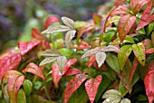 NANDINA DOMESTICA WOODS DWARF