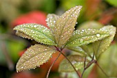 NANDINA DOMESTICA WOODS DWARF