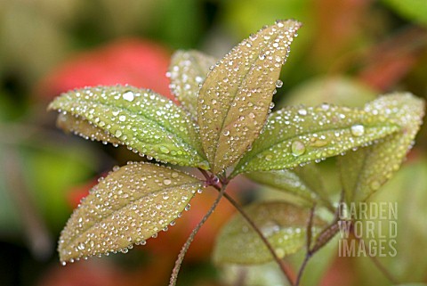 NANDINA_DOMESTICA_WOODS_DWARF