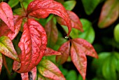 NANDINA DOMESTICA WOOD DWARF