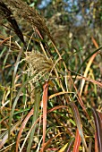 MISCANTHUS SHOWING AUTUMN SHADES