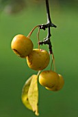 MALUS BUTTERBALL