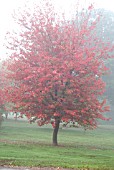 ACER RUBRUM SCHLESINGERI