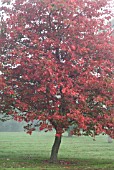 ACER RUBRUM SCHLESINGERI