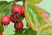 CRATAEGUS PEDICELLATA, SYN. CRATAEGUS COCCINEA