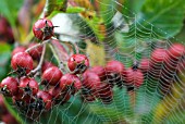 CRATAEGUS PERSIMILIS PRUNIFOLIA WITH COBWEB