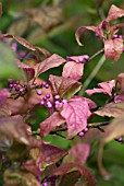 CALLICARPA JAPONICA VAR. LUXURINANS