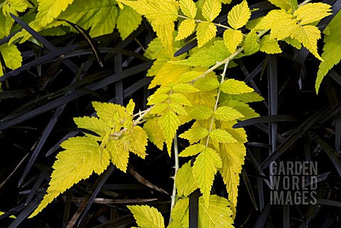 RUBUS_COCKBURNIANS_GOLDEN_VALE_WITH_OPHIOPOGON_PLANISCAPUS_NIGRESCENS