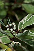 CORNUS VARIEGATA