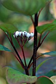 CORNUS ALBA KESSELRINGII