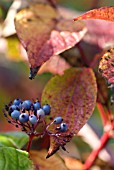 CORNUS ALBA SIBIRICA