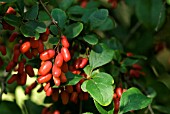 BERBERIS GEORGEI, AGM