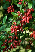 BERBERIS GEORGEI, AGM